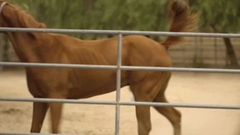 Icon Male: Bareback Bonanza
